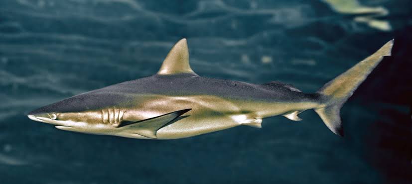 Brie Larson is looking like she’s made outta copper! Is this a nod to the copper shark aka bronze whaler (Carcharhinus brachyurus)? These sharks are found worldwide in warm temperate and subtropical coastal and continental shelf waters.: Rudie H. Kuiter
