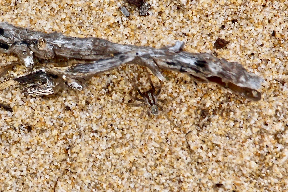 RossMannell's tweet photo. October - Interested in spiders? Archnophobes better skip this post but I find them interesting.
Photo 1: Plebs eburnus (Bush orb-weaver) (It was less than 1cm in size
Photo 2: Venatrix pictiventris (Four-spotted Huntress)
Photo 3: Venatrix mckayi (Wolf Spider) https://t.co/UXXBBQsCQf