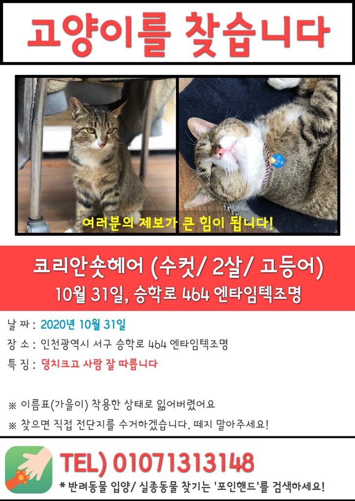 🙏RT협조 감사합니다) 
지인의 친구네 고양이에요. 
날도 추운데 어서 찾을 수 있길ㅠㅠㅜㅜ