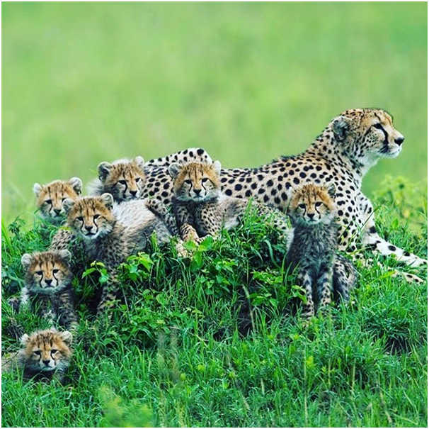 Look at this Beautiful Cheetah’s Family

Make unforgettable memories experience in Tanzania national parks.

#cheetah #cheetahcub #natgeo #nationalgeographic #natgeowild #discovery #animalplanet #bigcats #africancats #africananimals #africanwildlife #africanwildlifephotography