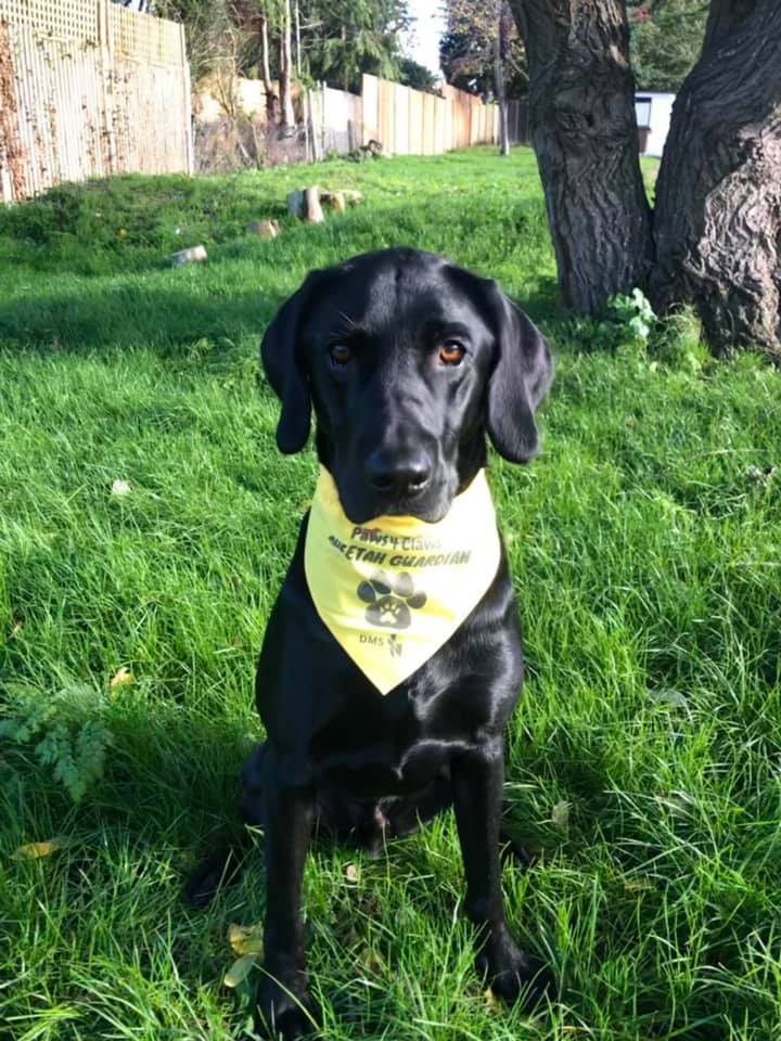 CCFCheetahUK's tweet photo. Here's Barclay the black #labrador looking incredibly handsome in his #PawsforClaws bandana! There's only one way to get one of these - by signing up to join forces with other #dog owners to #savethecheetah! Want to find out more? https://t.co/zFzWarXvmK https://t.co/DzyIHFVisH