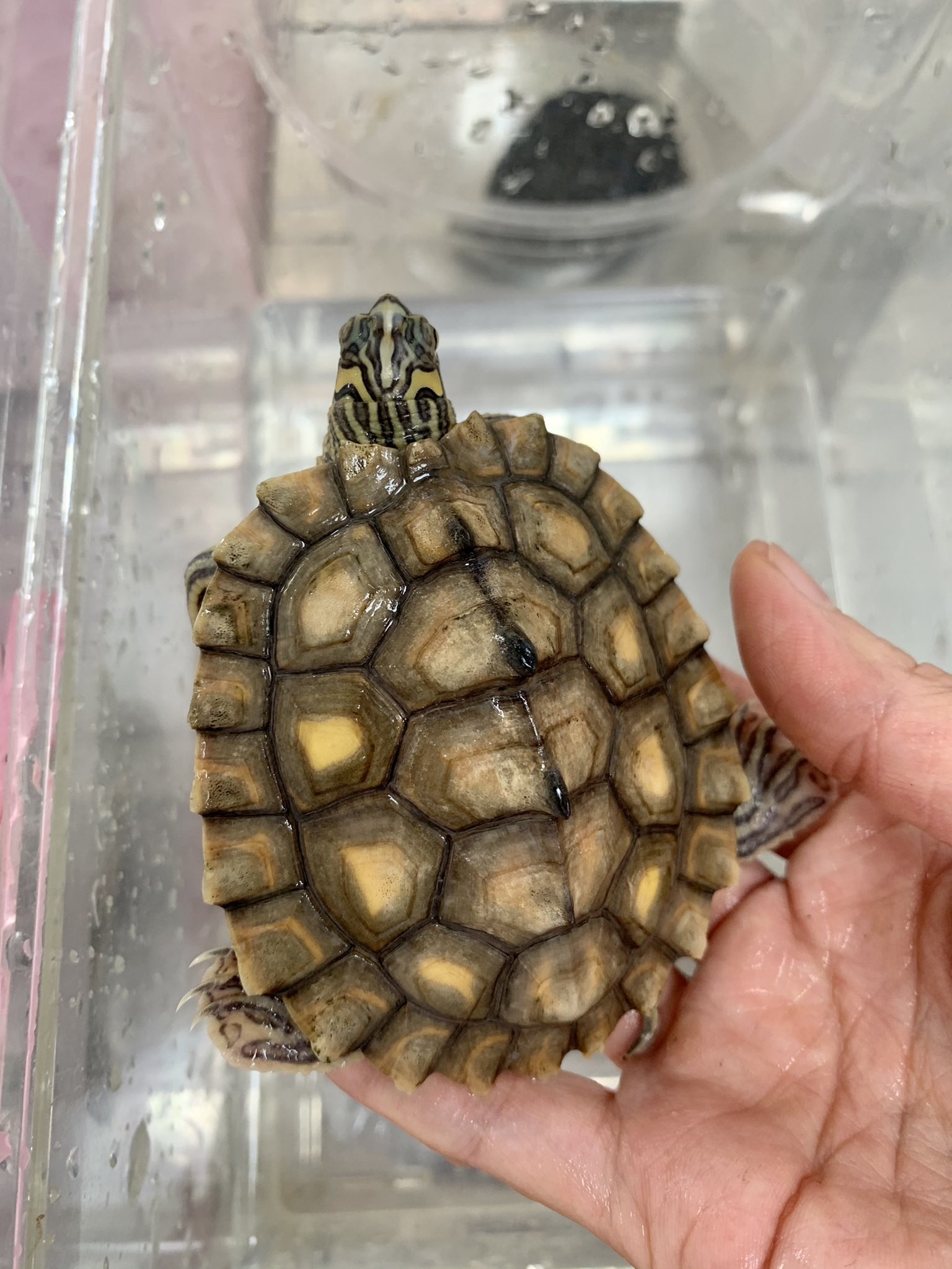 エキゾチックサプライ Twitter Da キマダラチズガメです キマダラチズガメ エキゾチックサプライ T Co Ikcns9evss Twitter