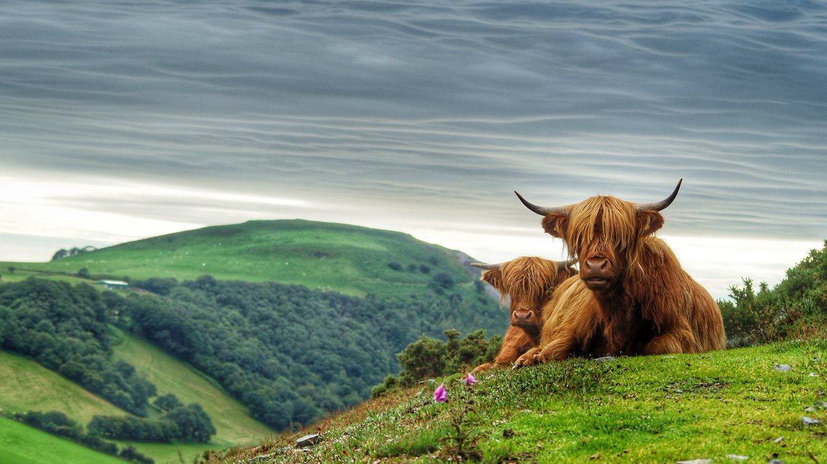 thecrush80's tweet photo. The highland cows of Cwmerfyn. 
#highlandcow #Cwmerfyn @trefeurig8 @cambriannews https://t.co/Y4H1QKwFPr