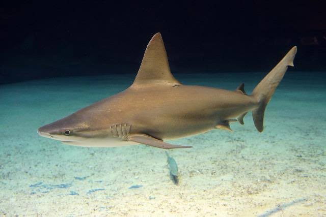 Chrissy Teigen ( @chrissyteigen) is channel sandbar shark (Carcharhinus plumbeus) in this fashionable choice! A widespread species, it is found in the Atlantic and Indo-Pacific coastal waters and shallow estuaries.: Churaumi Okinawa Fish Encyclopaedia