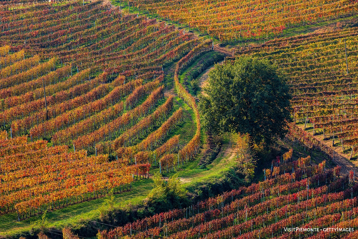 Italia's tweet image. L'autunno è magico #foliage in #Piemonte. Macchie di colore calde e avvolgenti ovunque: dalle Langhe ai boschi attraversati dal trenino Vigezzina – Centovalli nell’Alto Verbano, o nell’Oasi Zegna, e persino in città, come a Torino👉bit.ly/IlPiemontechen…
#VisitPiemonte #Foliage