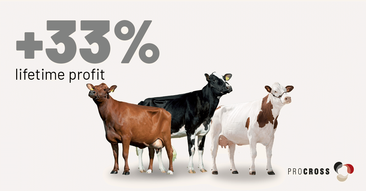 VikingGenUK's tweet image. A 10-year study carried out by the University of Minnesota in the United States showed that the three-breed cross of Holstein, VikingRed and Montbeliarde produces +33% lifetime profit compared with pure Holstein.  
ow.ly/9Fgq50C8ofk 
#Profitable #Progressive #ProCROSS