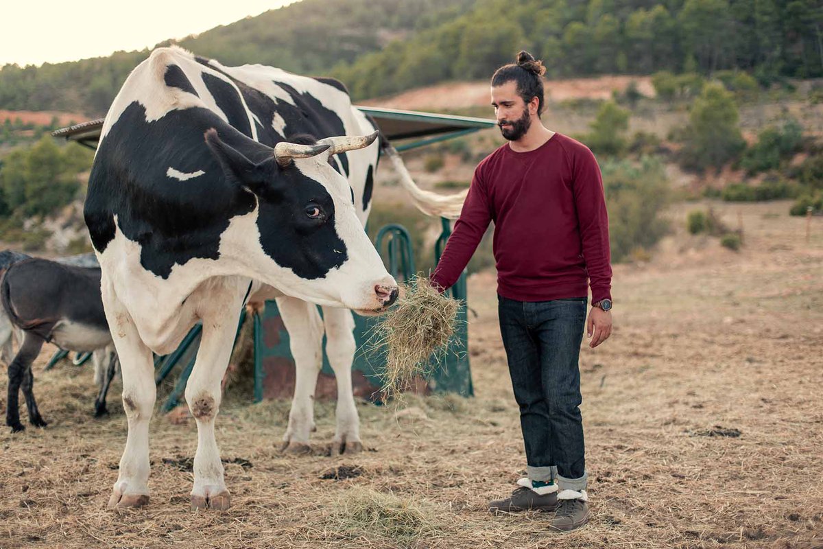 InfoVesica's tweet image. Este toro se llama Moisés 🐮y mide🐄1’90 cm de alto y pesa 1 tonelada de amor 💞.Fue rescatado siendo un ternero hace ya 5 años. Ahora disfruta de su vida tumbado al sol ☀️, junto con su familia en el @CompasionAnimal . Le encanta comer y dormir 💤, como a tod@s!!
#veganshoes