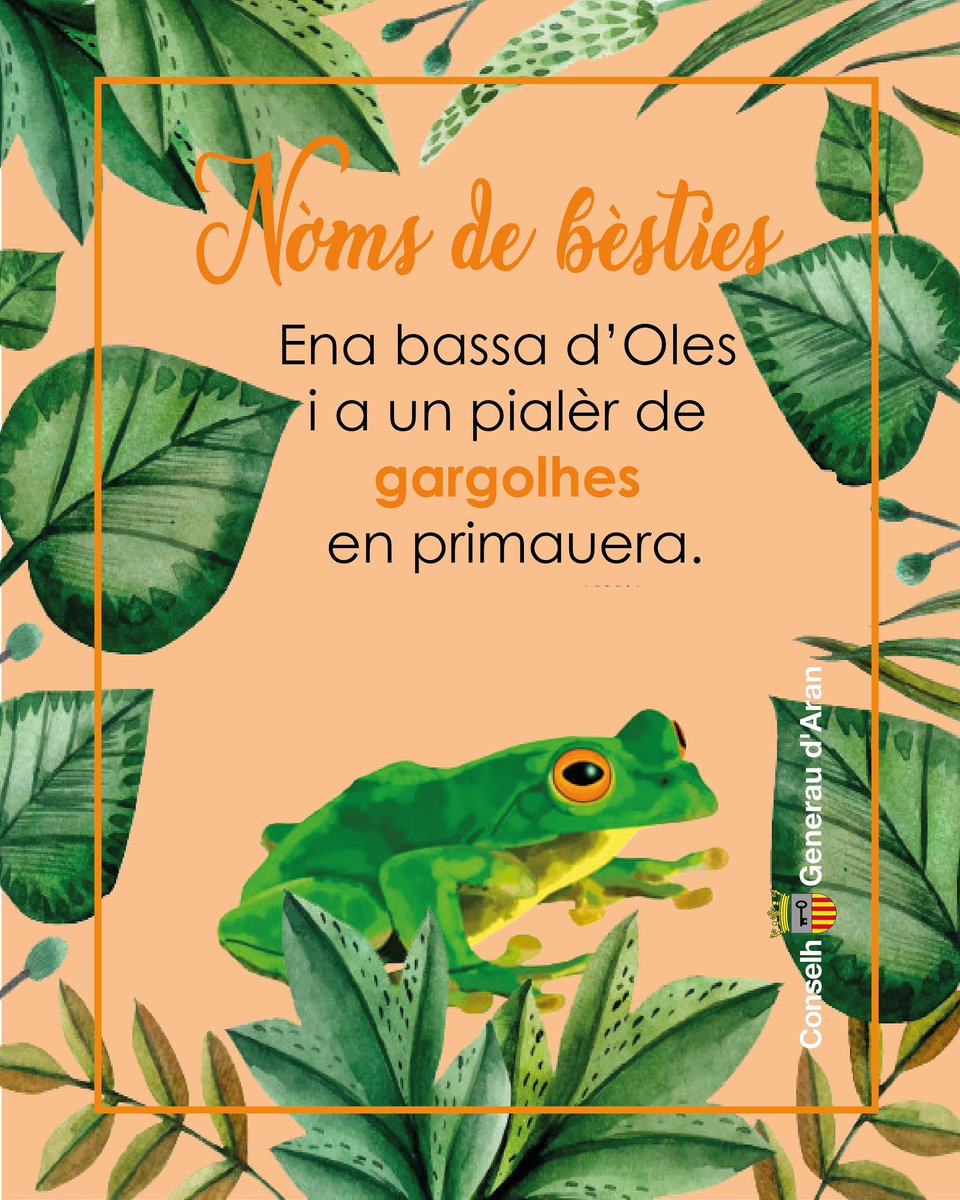 EnAranes's tweet photo. NÒMS DE BÈSTIES🐸 En fòrça lacs e basses dera Val d'Aran trapam aguesti anfibis.
#nòmsdebèsties #nòmsdanimaus #bèsties #animaus #animausenaranés #bèstiesenaranés #gargolhes #PublicacionsEnAranés https://t.co/PEsPa3glFm