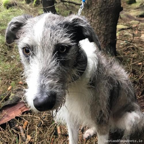 lostfoundpets's tweet photo. A male dog was lost on 25/10/2020 in Dodder Road Lower, #D14pw96 https://t.co/4dlqcfDSr7 #lpie https://t.co/ayYefPBKnu