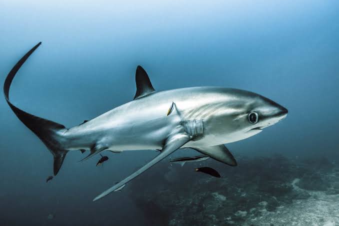 Harry Styles could cut people with how sharp he looks here (an old pic). Similar to the cutting tail of the thresher shark. Thresher shark scythe-like tail constitutes nearly 50% of shark's total length!: David Seifert