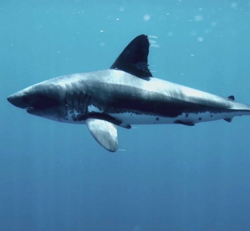 Let’s talk about how this Camila Cabello dress and this salmon shark (Lamna ditropis) are ROCKING the counter camouflage (an animal's coloration is darker on the upper side & lighter on the underside). Salmon sharks are found in the northern Pacific ocean.: Brooke Olson