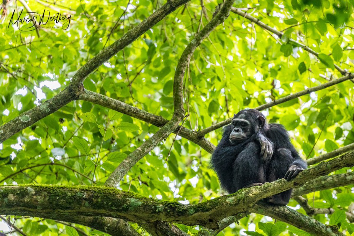 African Parks tweet media