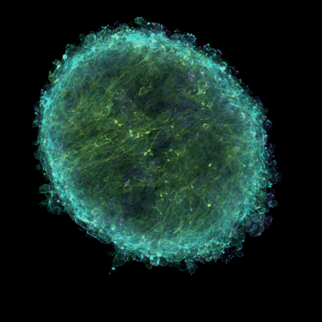 rupertmuseum's tweet photo. SCIENCE MEETS ART exhibition comprises of images of cell structures, fluorescence images, artworks and crafts. View the exhibition brochure for more information on the project, community, artists and artwork at https://t.co/RwNvCMjKsW
Micrograph by Jurgen Kriel.
#rupertmuseum https://t.co/VrKTNljsAG