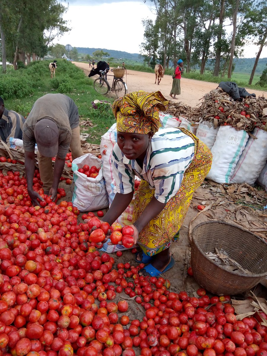 The pleasure comes to me when I meet the tomato farmers (members of our cooperative) with such tomatoes harvest! Cooperative URUGERO, Nyanza 03-Nov-2020.Nyanza District ,Busoro Sector
