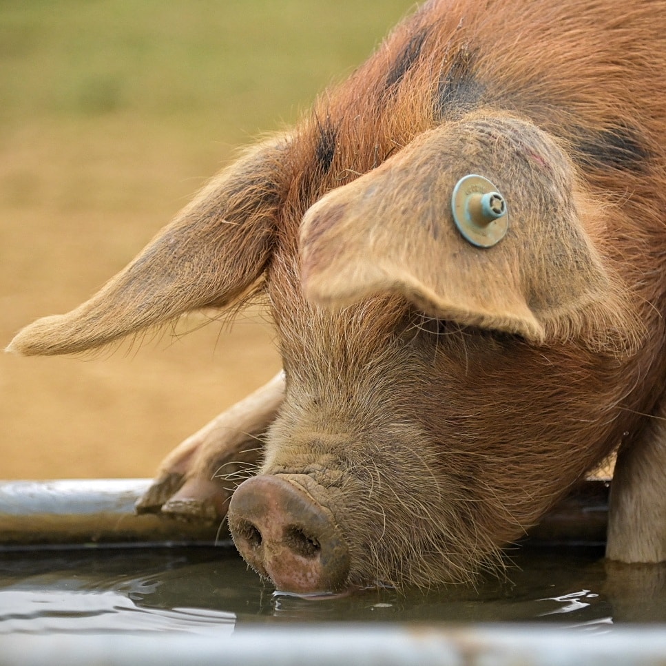 It's a Pigs Ear... Donald your a Grunt...