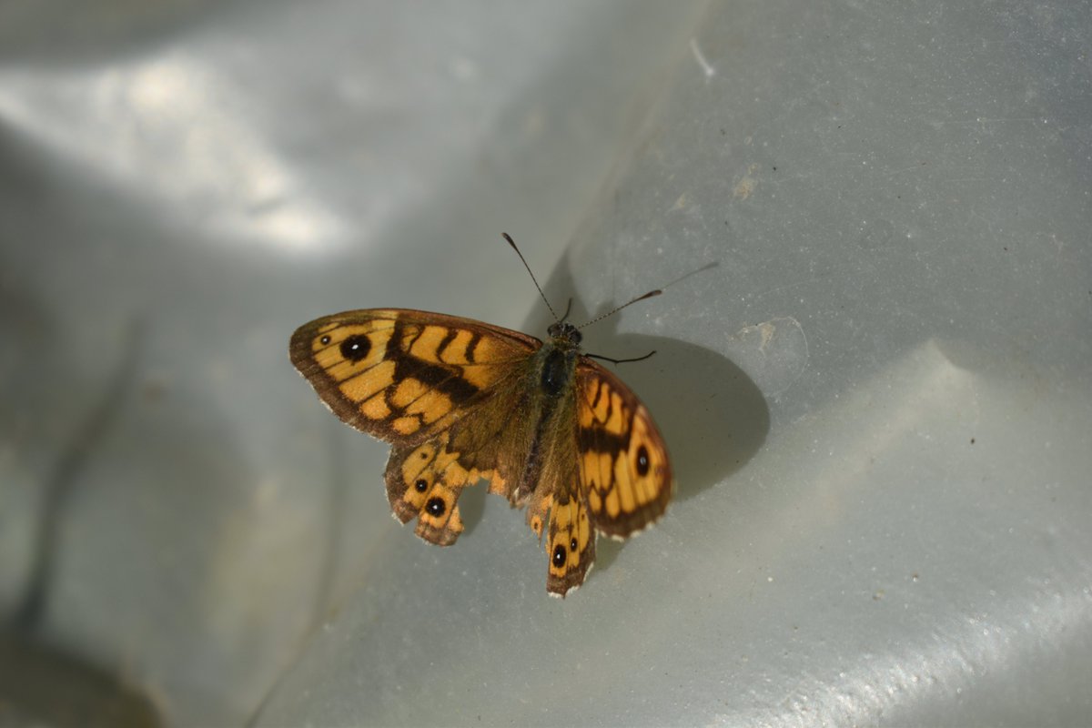TheLaseRain's tweet photo. Today's best photos I made today:

Species: "Speckled Wood Butterfly"

#nature #photography #butterfly #macrophotography https://t.co/oDxzmfYST9