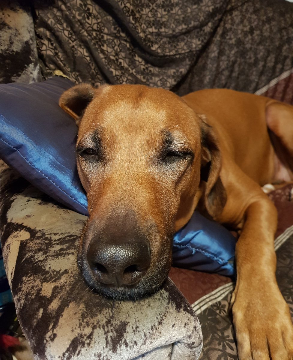 MarionFiedlerTN's tweet photo. My doc snout takes a nap. #goodnite #doggy #doc #drinkmoretea #couchpotatoe #needabreak #stressfulday #sweetdreams #justcantstayawake #mycouch #bagheera #RhodesianRidgeback #aMarionThang #sleepysun #webelongtogether #youwillfly #tellmewhatyouredreaming
Ps.
https://t.co/4YDJ1n0b08 https://t.co/9GJUQoXpqc