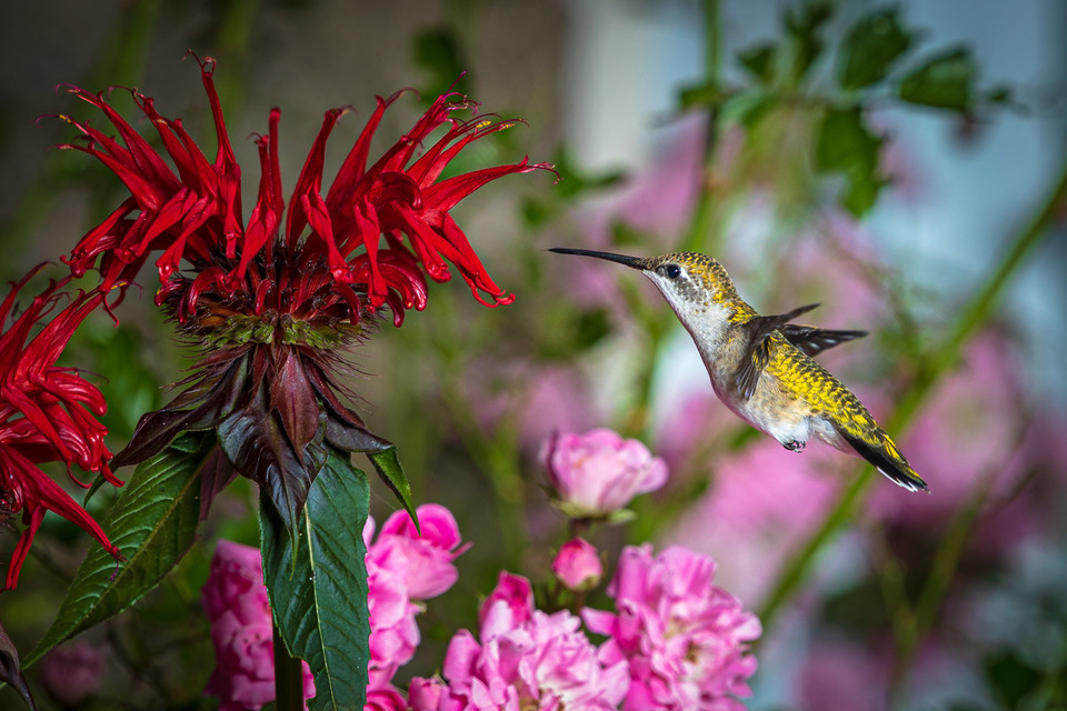GeekBoy100's tweet photo. Audience participation time!  Which of these hummingbird pictures do you like better? https://t.co/VNuaObEfDQ