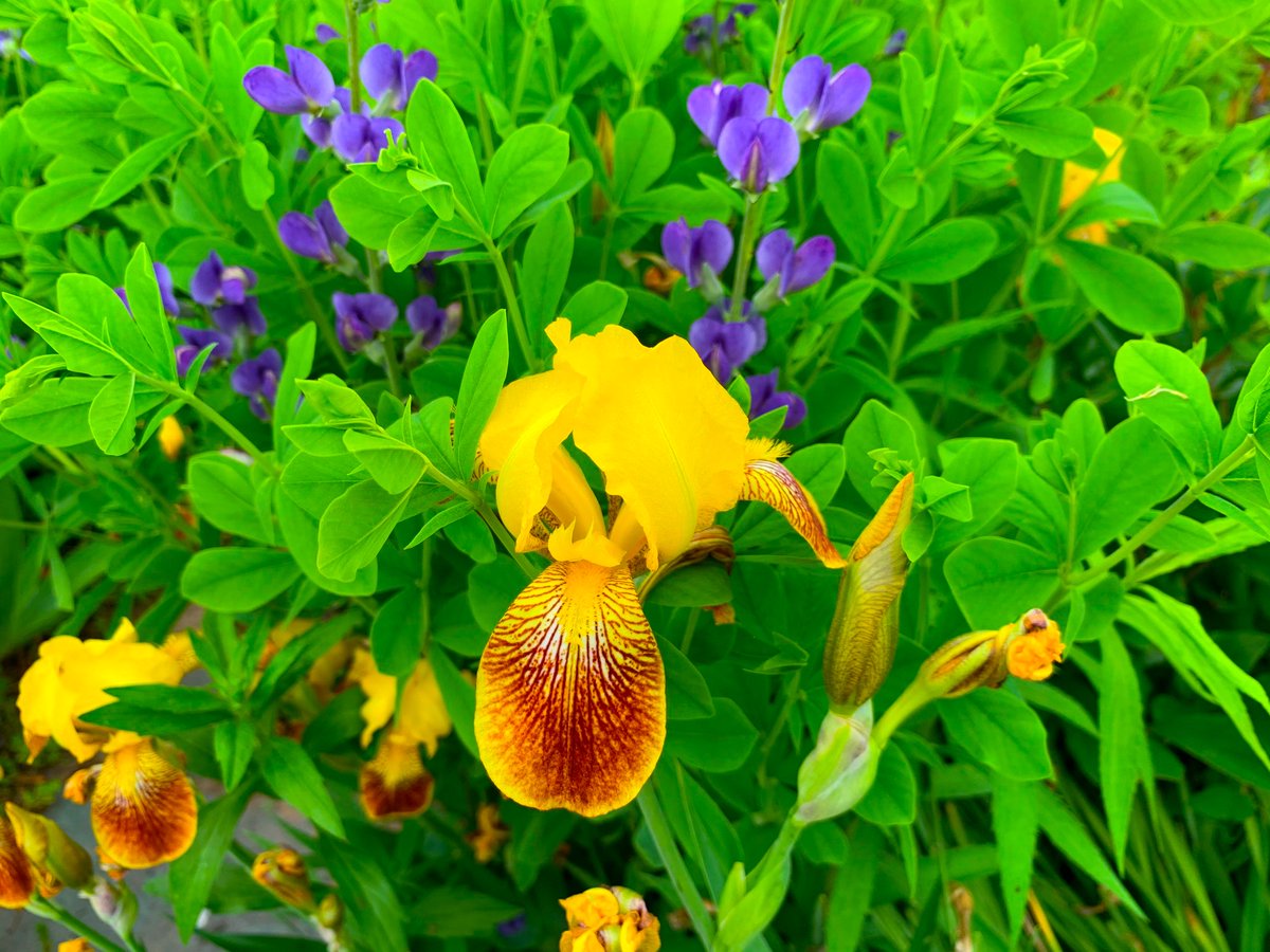 ScapedHome's tweet photo. #scaped #scapedhome
#landscapearchitecture #landscapephotography #landscapedesign #garden #gardening #gardendesign #plants #planting #nature #naturephotography" https://t.co/frI2B21hed