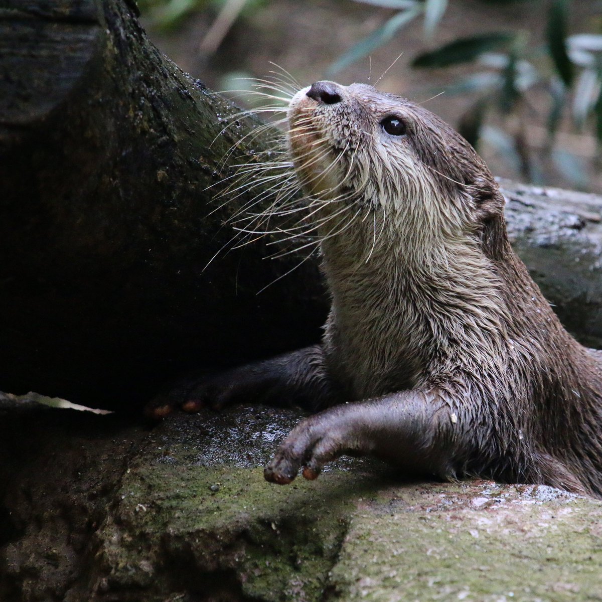 カワウソ画像 Otter Bot Twitter