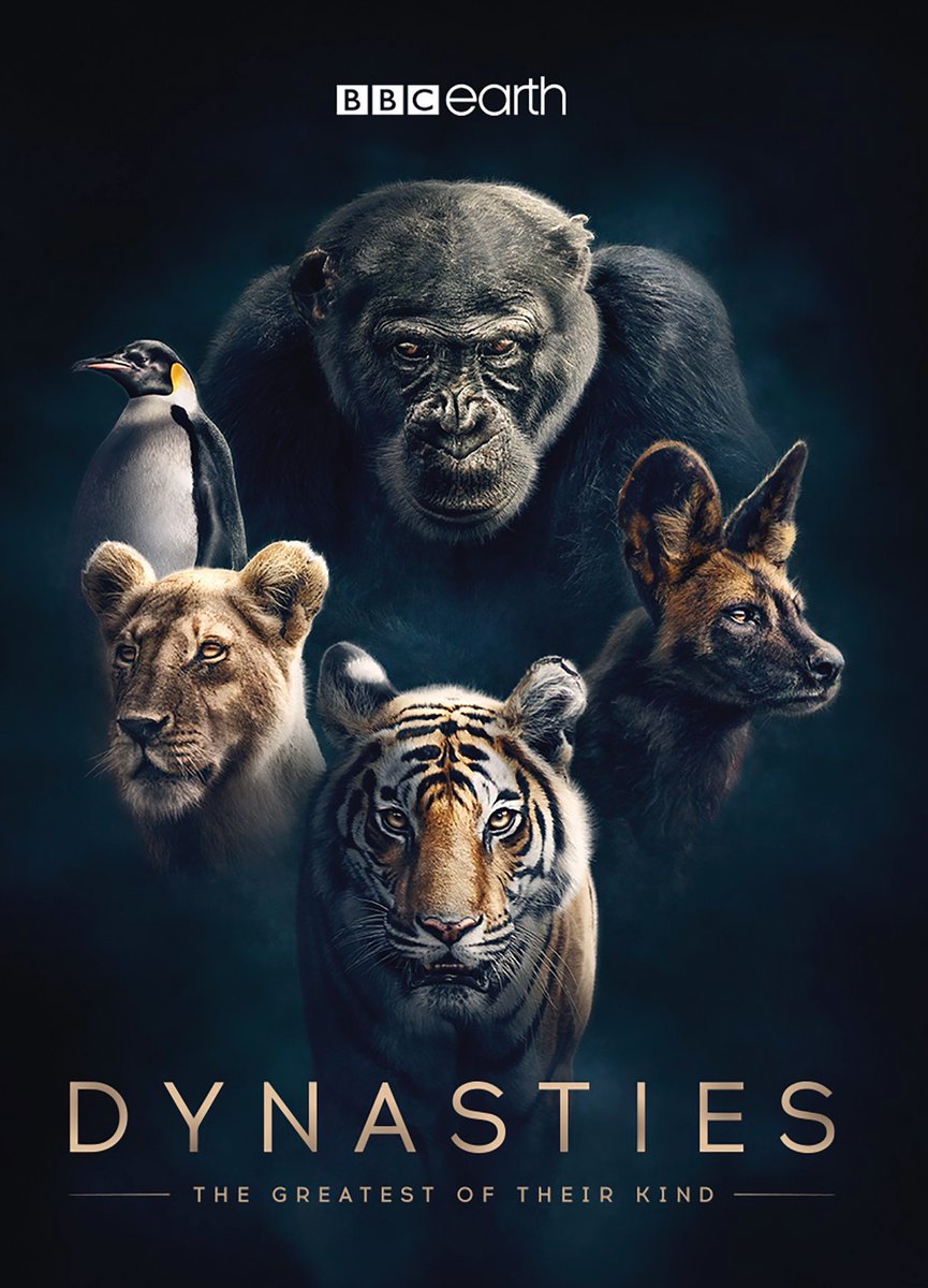 buckingabout's tweet photo. Yay! Dynasties: Chimpanzee won the special recognition award (known as the Panda in the Pocket) at the Wildscreen Festival last night. Well done team! #Wildlife #Nature #Dynasties #Wildscreen2020 https://t.co/tg5ZiH1tkN