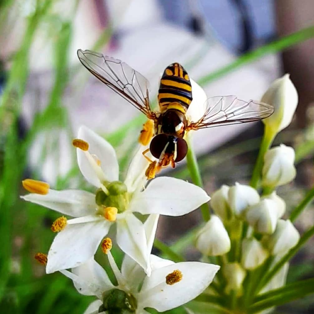 InfusionTheory's tweet photo. @BeePinnacle Ooh oooooh I do!!! #bee #garden https://t.co/xiipsz6QcJ