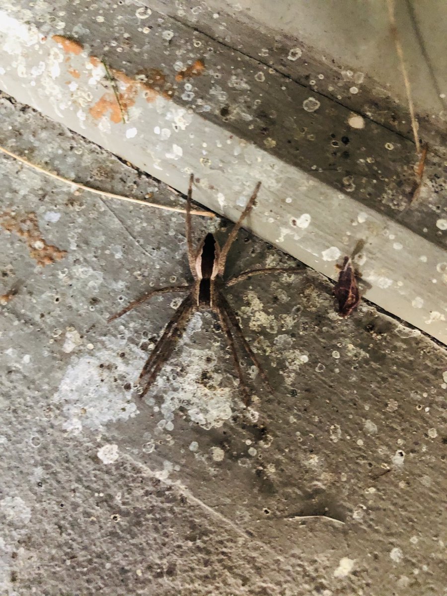 AlysonFair's tweet image. #SPIDER ...they don’t scare me but make me curious. Having trouble identifying this one. #helprequired