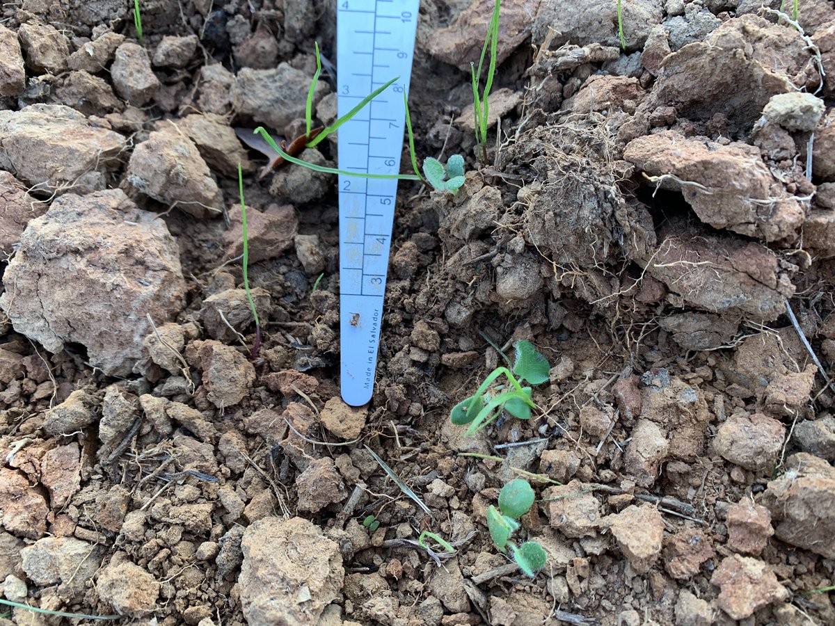 cropswalkerprm's tweet photo. No measurable rainfall in two weeks. Seedlings are still pushing upward. https://t.co/drvAEV9xks
