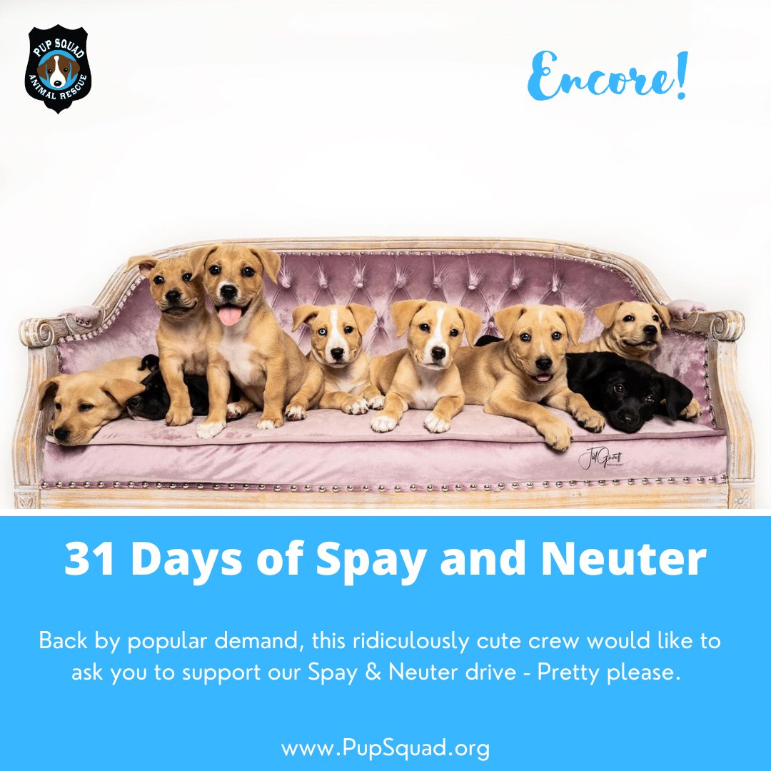 PupSquadHouston's tweet photo. Day 23 of 31 Days of Spay and Neuter - help us break the cycle
https://t.co/zJrjzkCb2K https://t.co/Xq2xPYmZLC