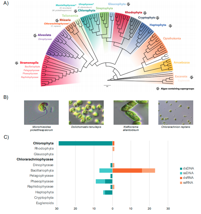 protistologists's tweet image. Metatranscriptomic Identification of Diverse and Divergent #RNAViruses in Green and Chlorarachniophyte #Algae Cultures: Justine Charon et al. mdpi.com/1999-4915/12/1… #protists