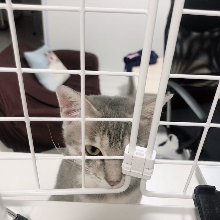 haikijipepe's tweet photo. キッチンで料理してるの監視してくる猫🐈
#灰キジのぺぺ
#猫 #ねこ #ネコ #にゃんこ #保護猫 #子猫 #ねこ部 #ねこすたぐらむ #猫すたぐらむ #にゃんすたぐらむ #ねこのきもち #猫のいる暮らし #猫好きさんと繋がりたい #保護猫と暮らす #cat #instcat #instpet #Gato #gatto #cute https://t.co/06mYCSHSlf