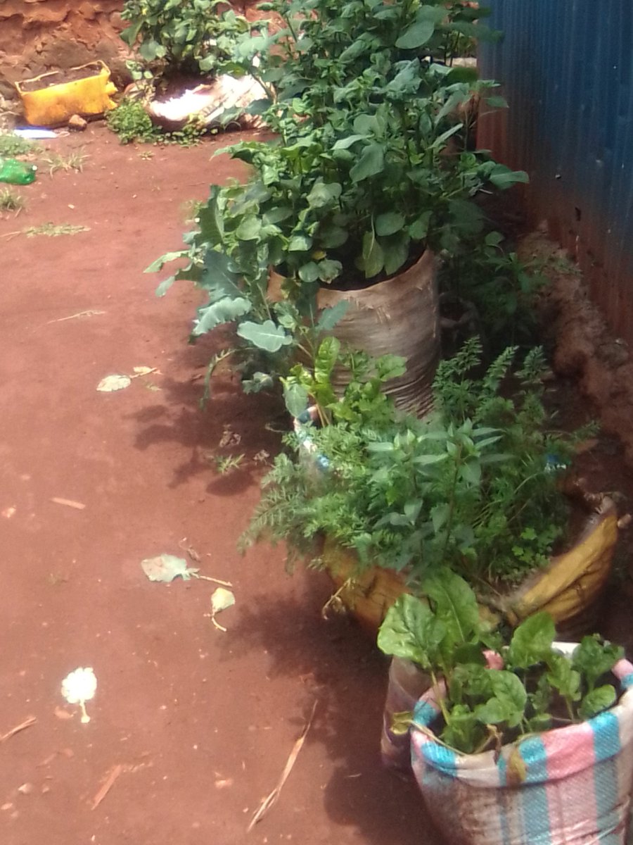 Markkinuthia1's tweet photo. My kitchen garden #no buying vegetables https://t.co/GXWPpUv8rX