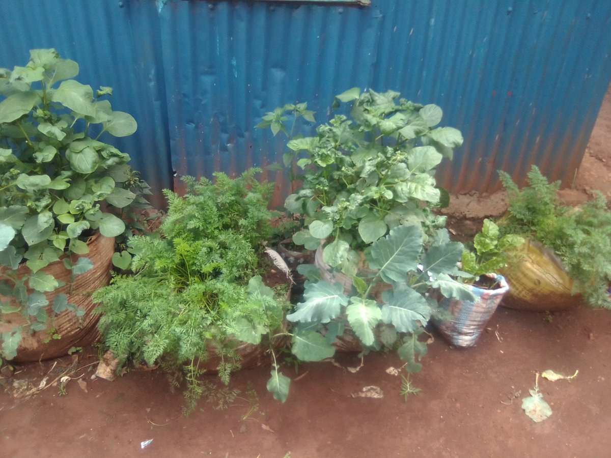 Markkinuthia1's tweet photo. My kitchen garden #no buying vegetables https://t.co/GXWPpUv8rX