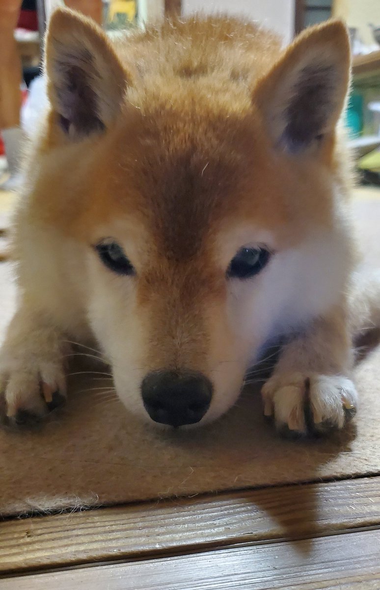 Uzivatel 日報さん Na Twitteru いぬかわいいいぬ いぬかわいいね