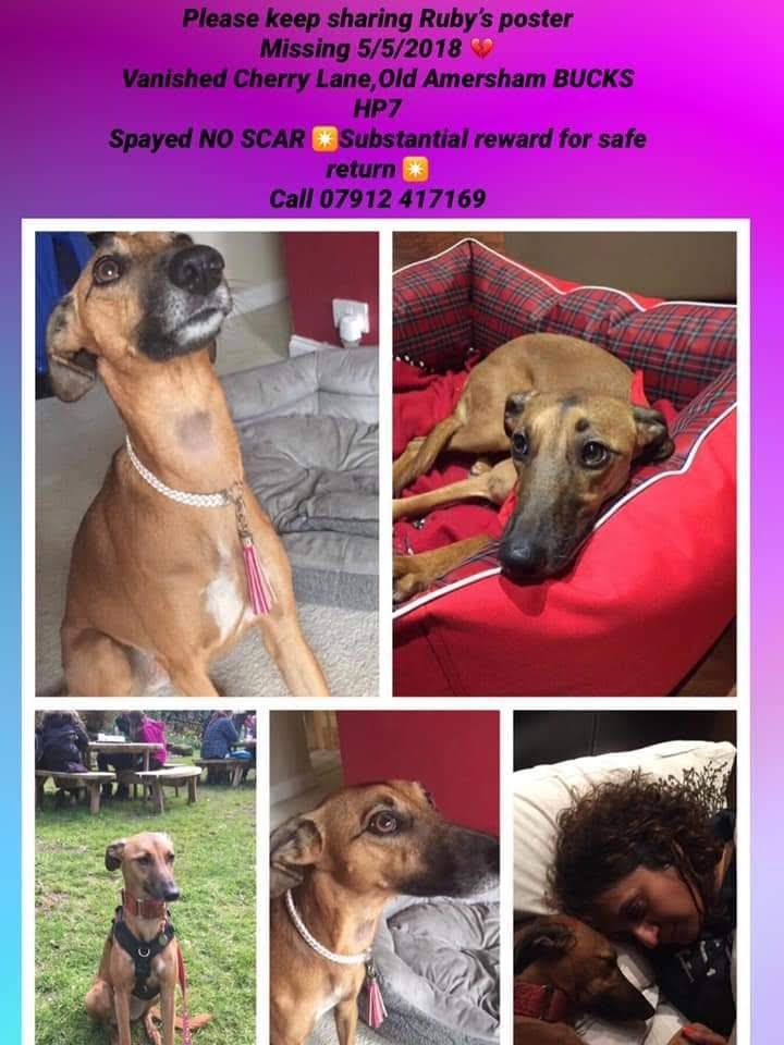 IanRich65622267's tweet photo. #findrubyfriday #rubystillmissing #Covid19UK #LittleMixTheSearch #clocksgoback #halfterm #EatWellForLess #EatNowtToHelpOut #EatOutToHelpOut #nhsspitfire https://t.co/cEMZb5QIIK