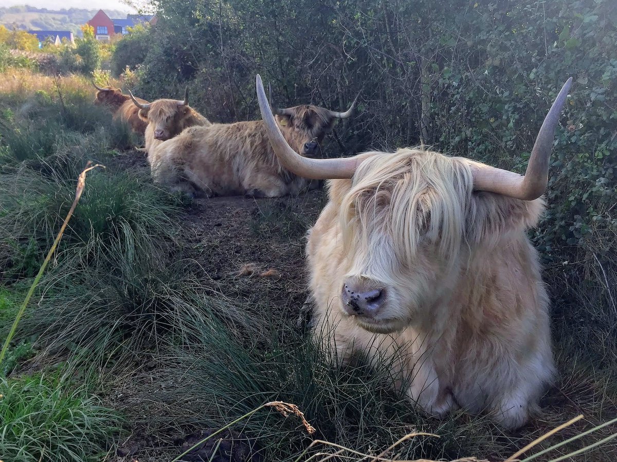 TarmacLtd's tweet photo. Highland cattle taking it very easy after a hard week grazing the coarse grasses at our Holborough Marsh Nature Reserve.  The marsh is left in perfect condition for the arrival of winter wildfowl. Stay safe everyone! #FridayFeeling @KentWildlife https://t.co/5vPLSqtoYq
