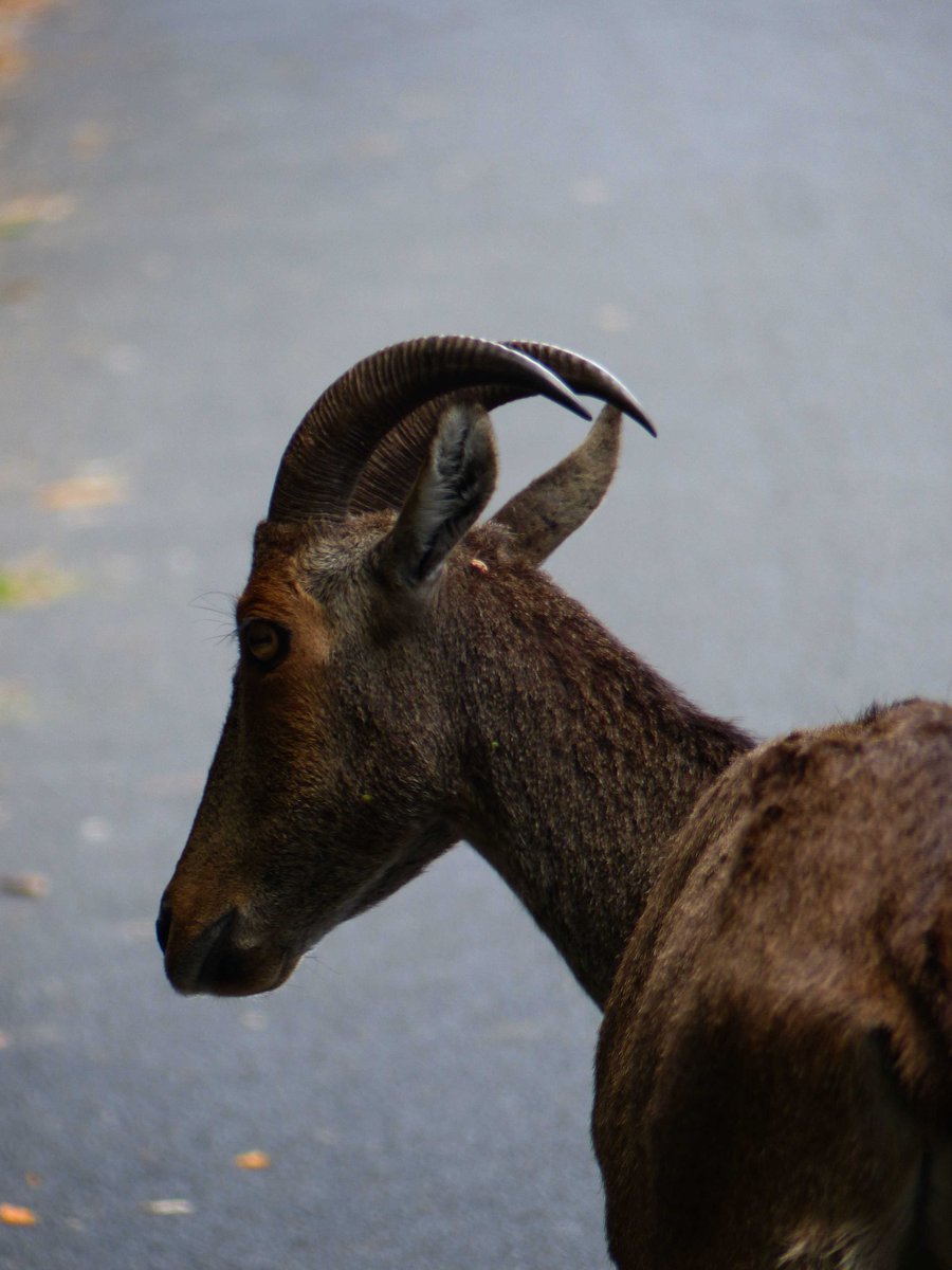 #DYK WWF India aims to understand #NilgiriTahr population dynamics, address key threats and secure habitat by the year 2023. Read more about our work and what we are doing to conserve and protect the Nilgiri Tahr - https://t.co/Fy3z6QHtGV
PC: Sanket Bhale https://t.co/ljFyaOv0LQ