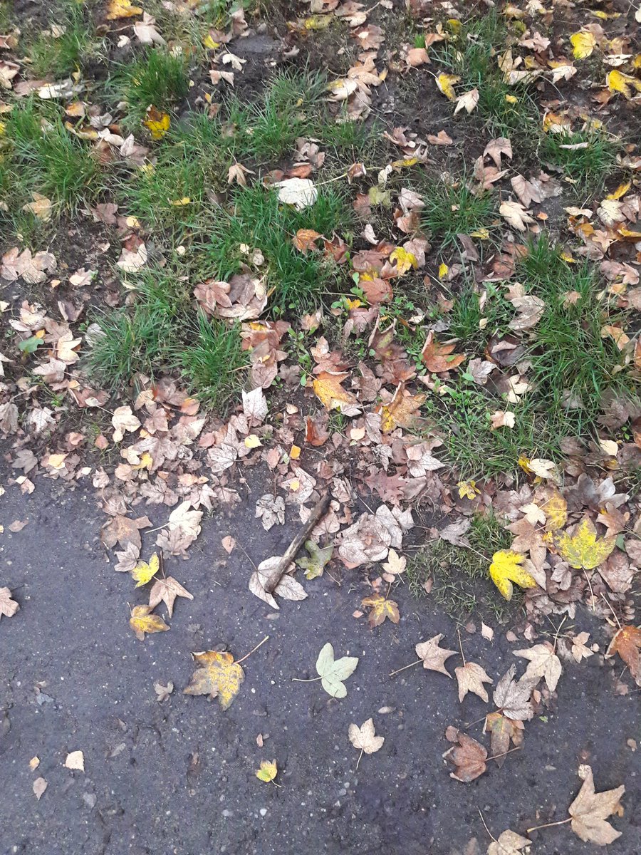 Mera65048949's tweet image. Hallo allezusammen #Bilddestages #photooftheday #meintag #berlin #leben #lifestyle #läuft #hallo #herbst