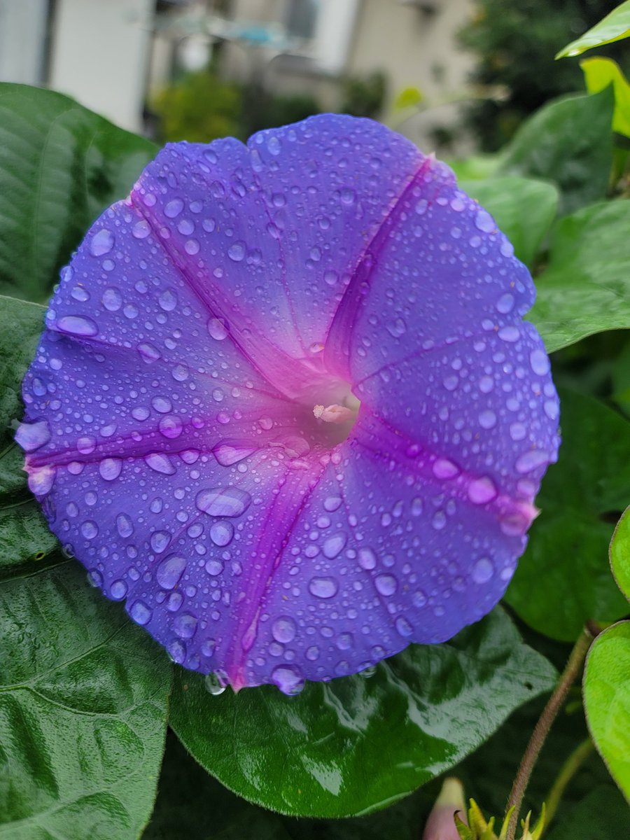 やわらかな午後に遅い朝食を