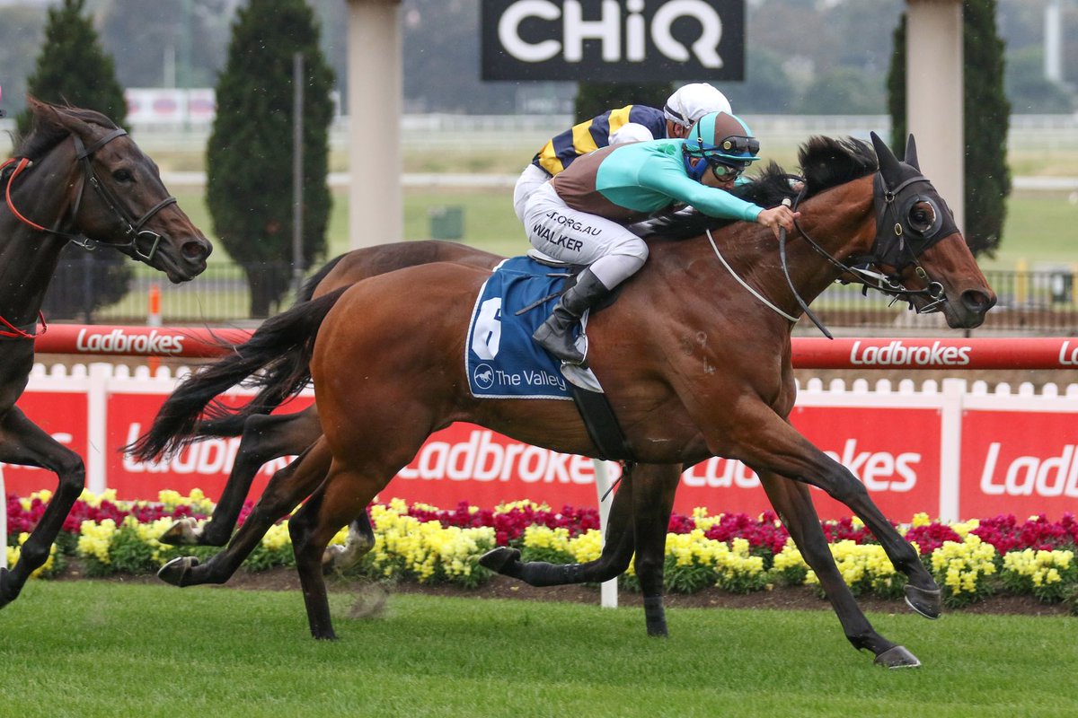 nzracingnews's tweet photo. #IrishFlame is fashioning a good record for Mornington trainer Brett Scott and on Friday night scored a good win over 2040m at Moonee Valley.
https://t.co/fQfXVWkJLA https://t.co/3V2LYMZ0aW