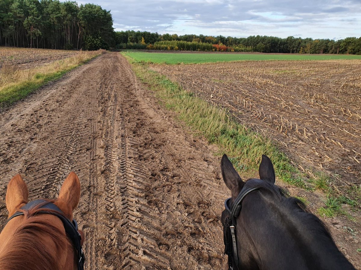 HoyEventing's tweet photo. Could there be a better view than #ThroughTheEars to start into a Friday Morning? 

Have a good day, everyone &amp; enjoy the autumn sunshine! 🌞🍂

#BestViewInTheWorld #ForTheLoveOfTheHorse https://t.co/3EP83bvggk