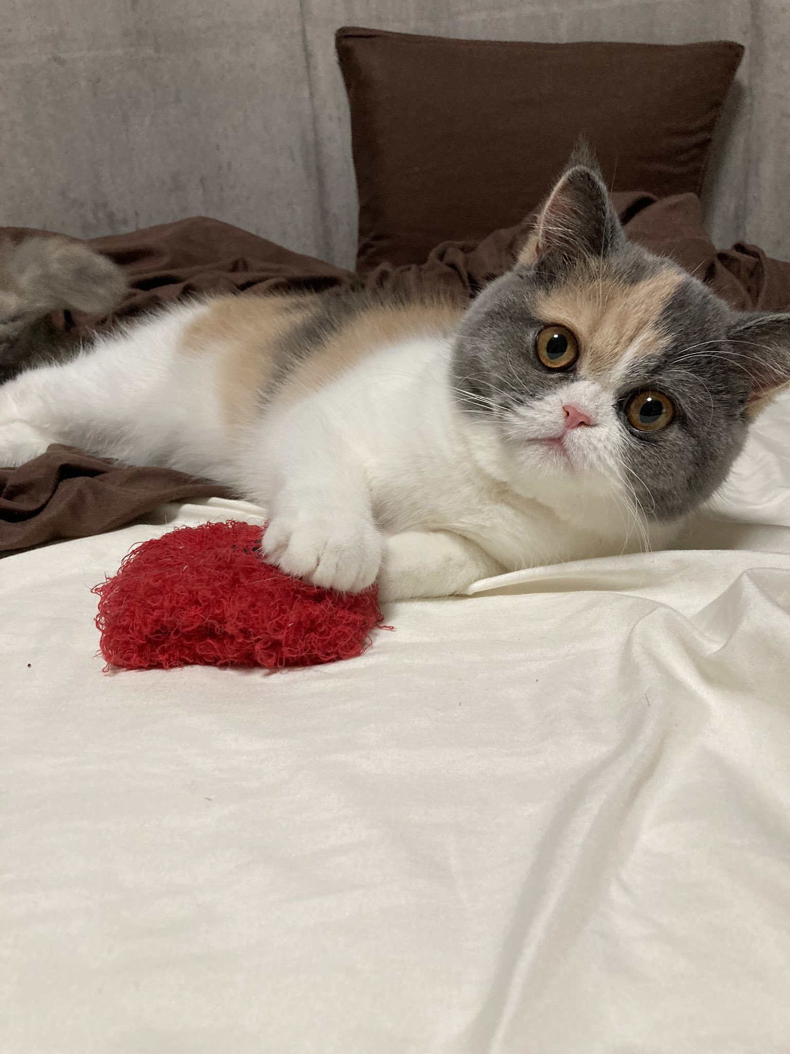 ムギ お気に入りのリストバンド片手におすましムギちゃん エキゾチックショートヘア 三毛猫 ぶさかわ すっかり大人の顔になってきました T Co Cjlsg8skmi Twitter ムギ お気に入りのリストバンド片手におすましムギちゃん エキゾチックショートヘア 三毛猫 ぶさかわ すっかり大人の顔になってきました T Co Cjlsg8skmi Twitter