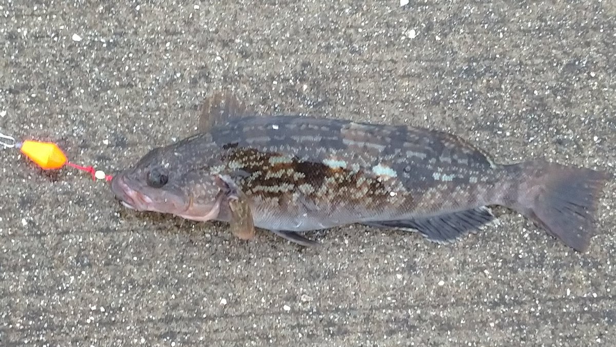 つきみそば 余ったアオイソメを消費しに閖上港へ 気になっていたブラクリ仕掛けをやってみたらアイナメきた センチ程度でもえらくひいた 冬も釣りは楽しめそうですなｸﾞﾍﾍ