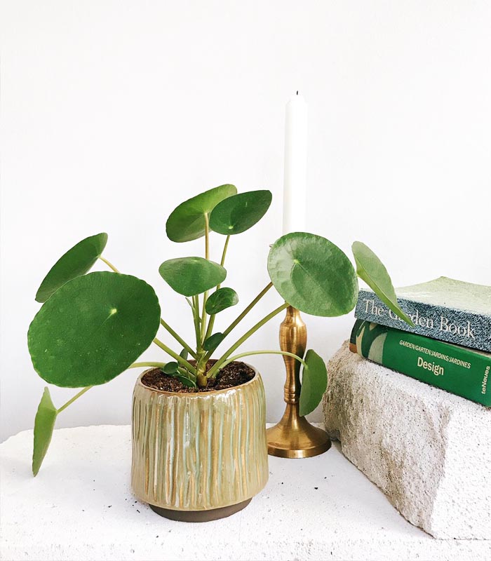 Bitti miii?? Bitemezzzz 😍
Yeşilin 1001 tonu da omyconcept.com adresinde 🎉💙