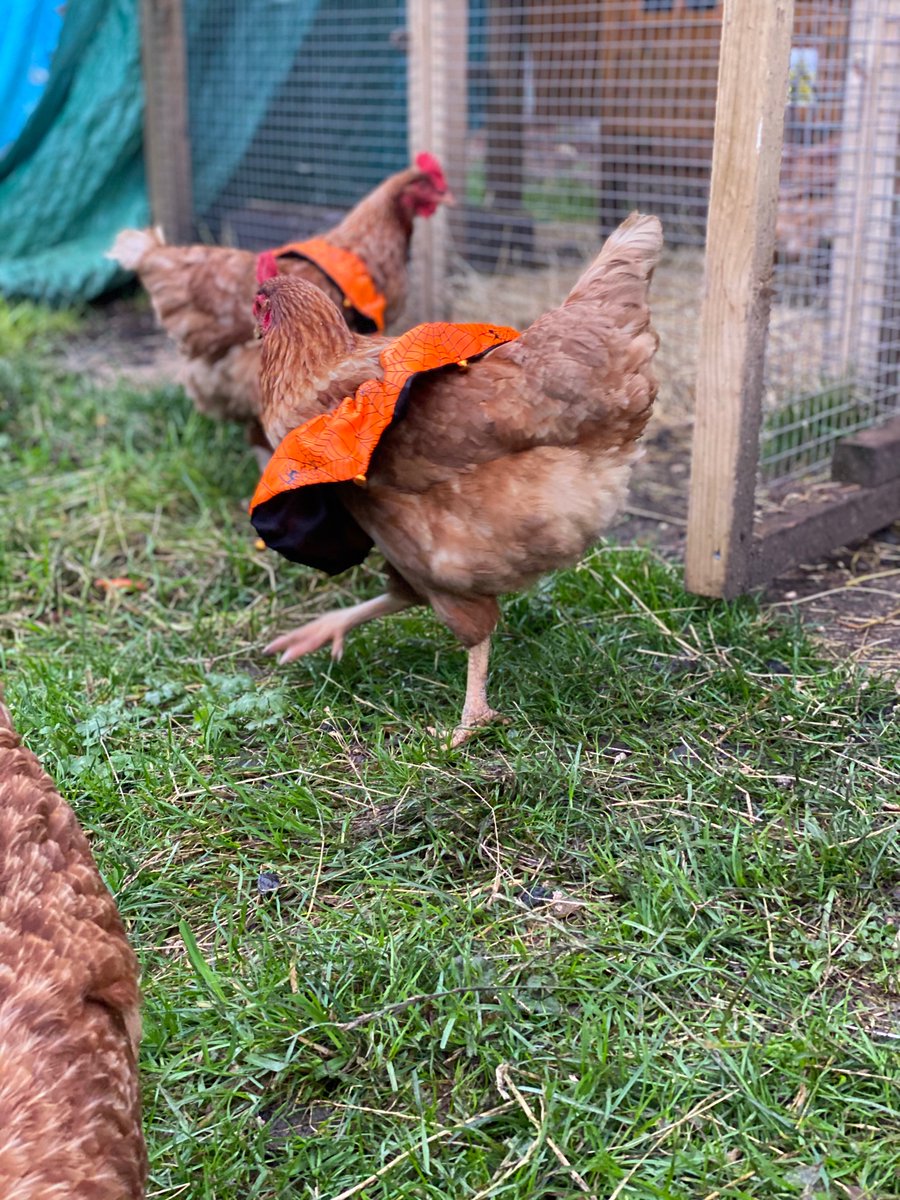 ChickensofR's tweet image. BOO! 😆 🐔 Halloween costume day at school. 🕸🕷👻 #schoolchickens #Halloween
