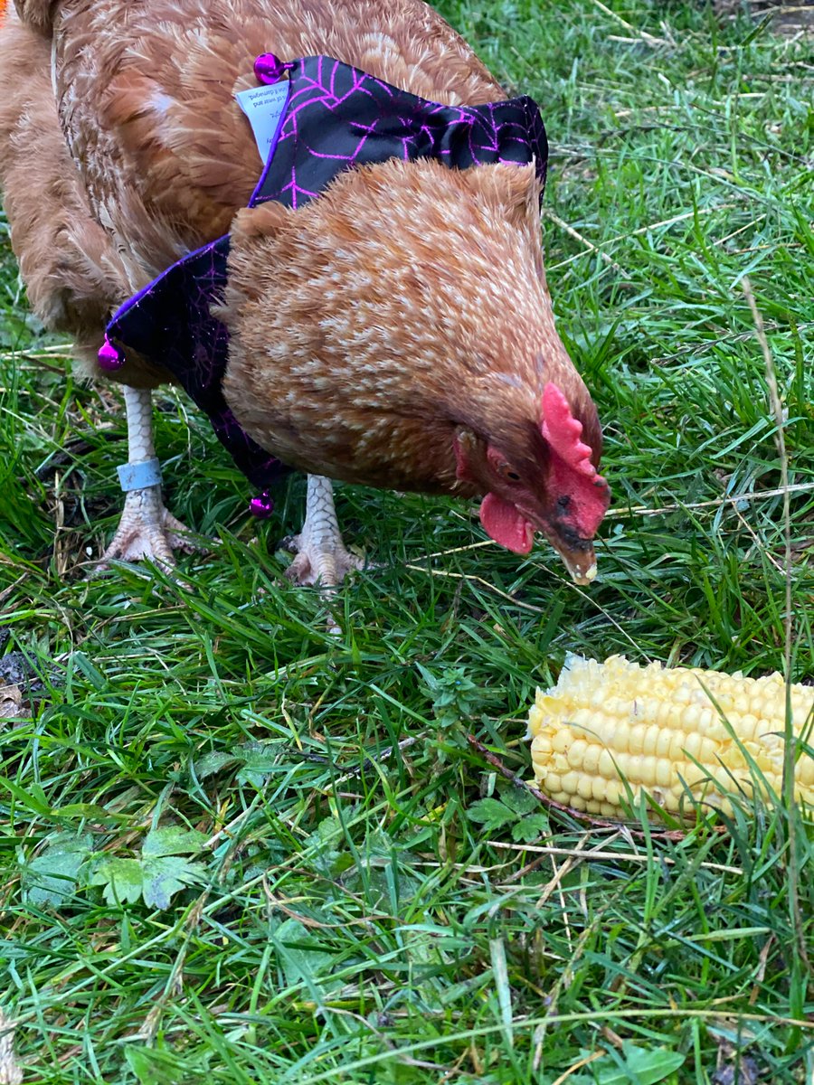 ChickensofR's tweet image. BOO! 😆 🐔 Halloween costume day at school. 🕸🕷👻 #schoolchickens #Halloween