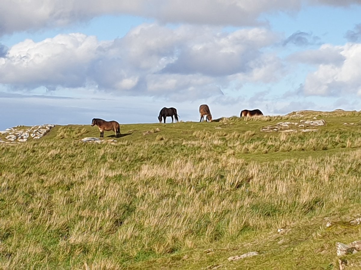 and off we went again! This time, eyes on the prize of Traprain Law. It was the site of a magnificent hoard of Roman hacksilver and artefacts you can see (and should) in the  @NtlMuseumsScot . First excavations c 1914, under Curle and Cree. It just kept getting better