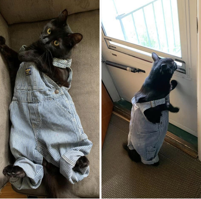 HuntyDraws's tweet photo. ✨overalls ✨ https://t.co/C6QQYidz0J