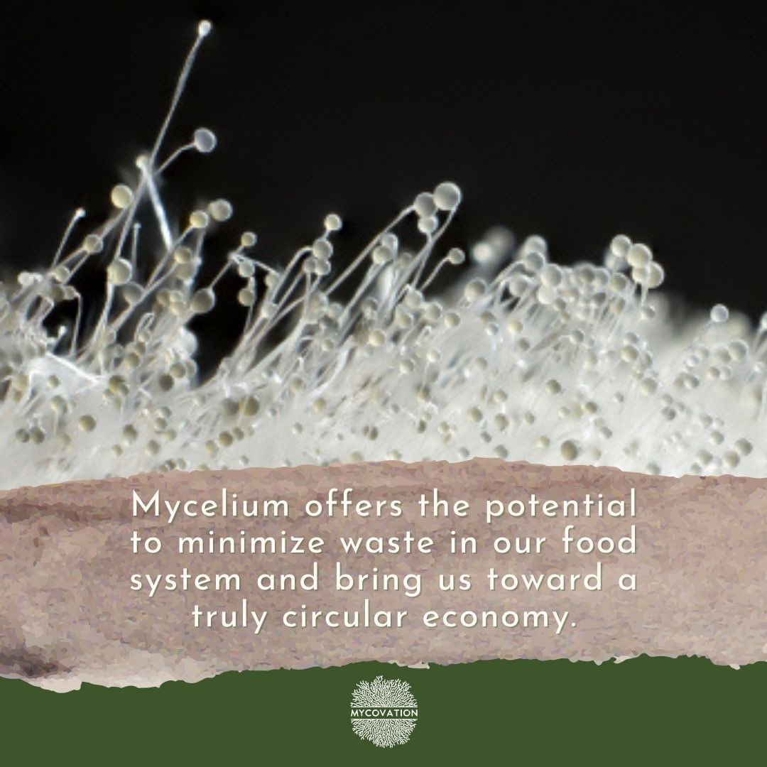 About One-Third of food produced gets wasted. With over 820 million people who go to bed without a meal, all across the world, it is time to #pause and #rethink what we can do better...

And as we paused, at #Mycovation, we found our answer in #mycelium.
#FutureofFood
#foodtech
