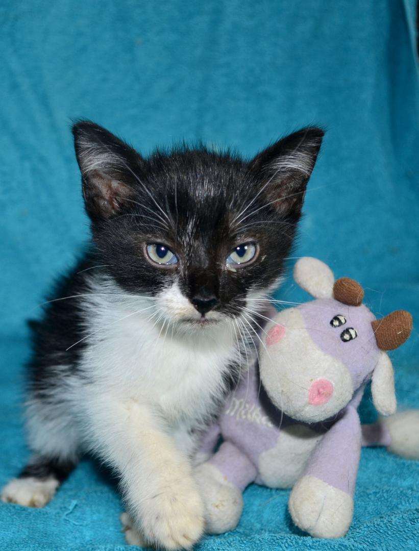 dobroeserdce_k's tweet image. Великолепная тройка котят-малышат ищут добрые, заботливые и ответственные руки ☝️
Все очень шустрые. Кушают всё, возраст ~ 2,5 месяца. Обработаны, лоток 5+, впереди вакцинация.

По всем вопросам звоните 89622651178 Елена, а лучше пишите, в ЛС, viber, whatsapp

#котики #ищудом